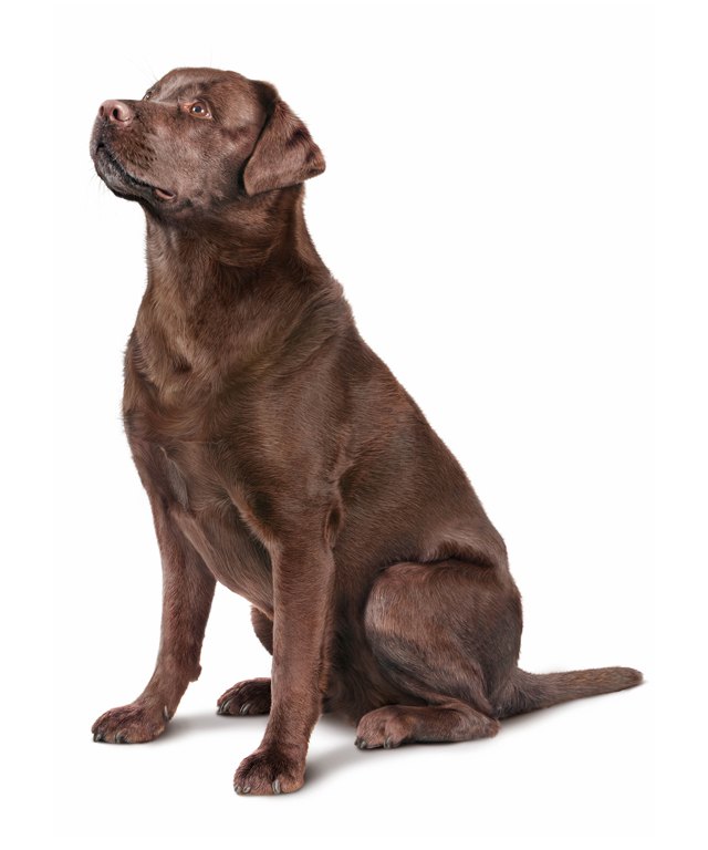 Labrador